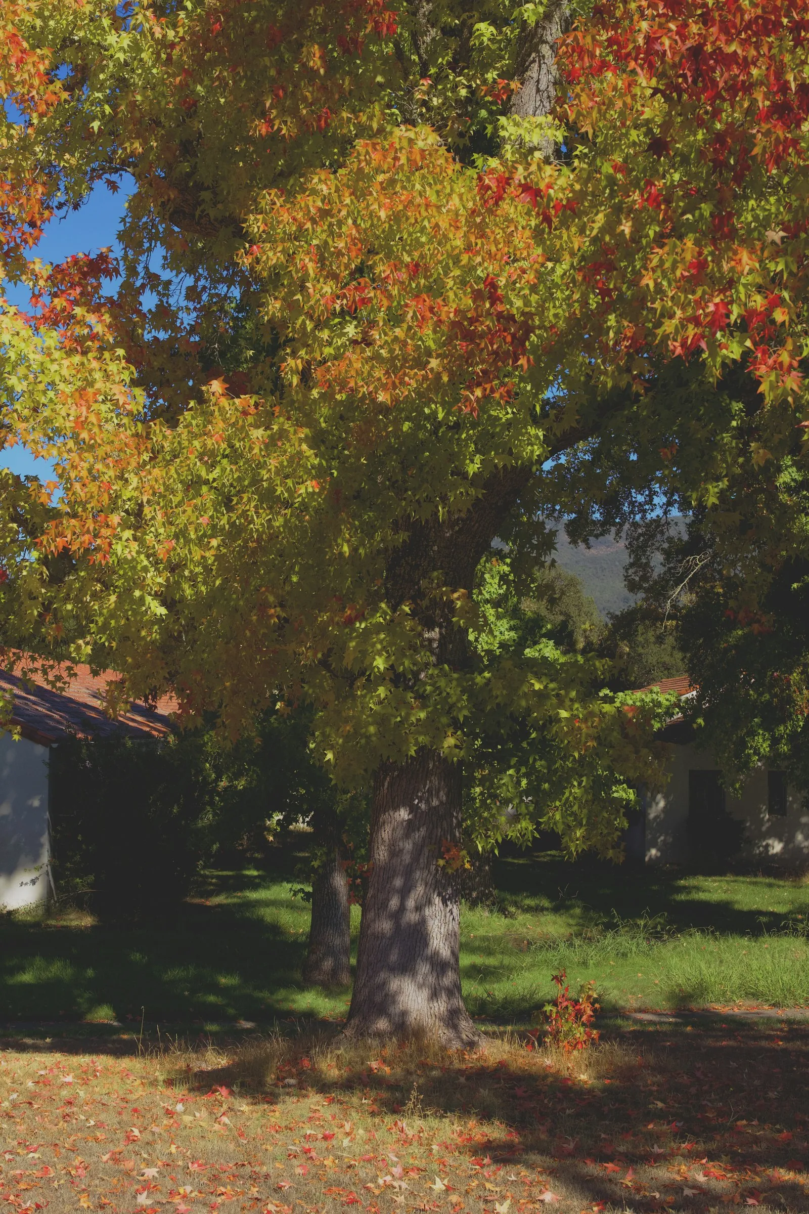October in the Ozarks — the finest month on any Arkansas course.