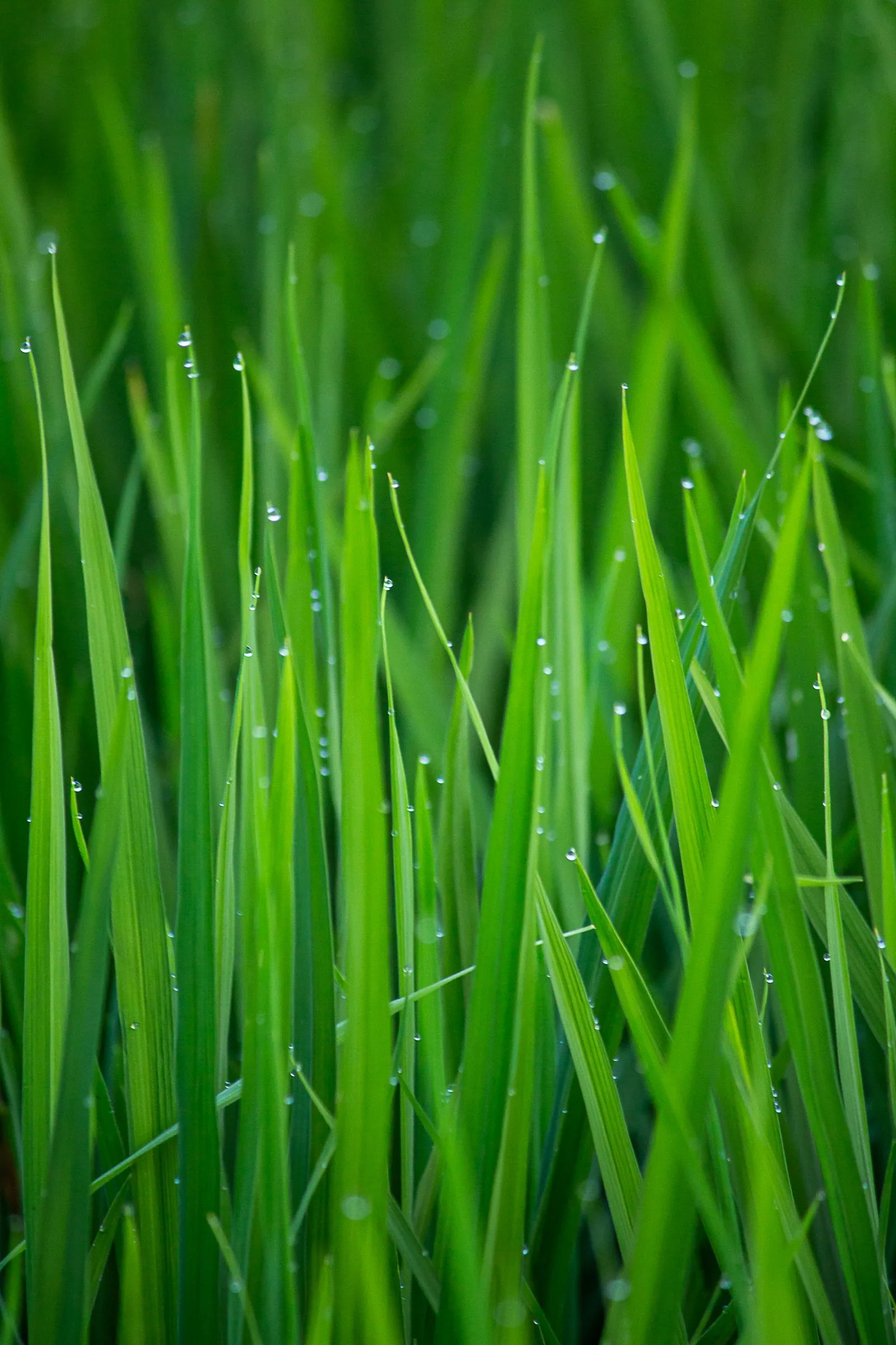 Heavy morning dew is why waterproof shoes earn their keep here.